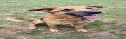 Meticcio cani in regalo: Adozione del cuore King 8 anni - Annuncio 3