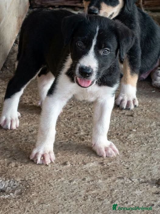 Meticcio cani Wanda - Annuncio 5