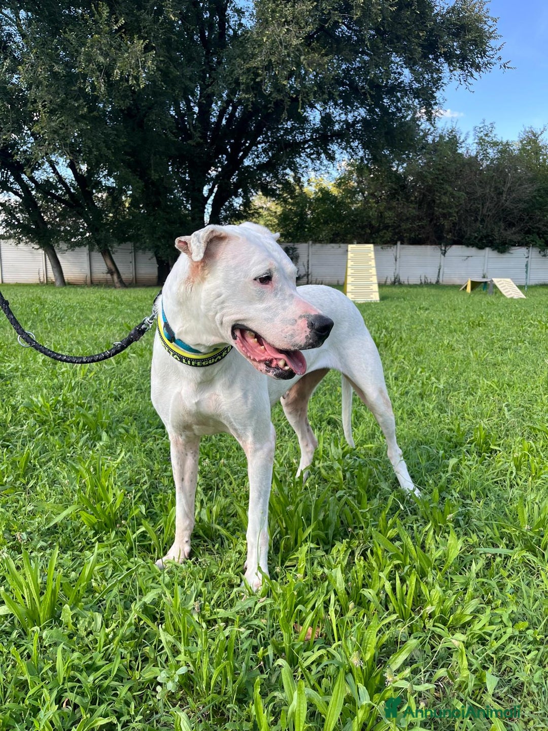 Affenpinscher cani in regalo: LOLA DOGO ARGENTINO - Annuncio 11