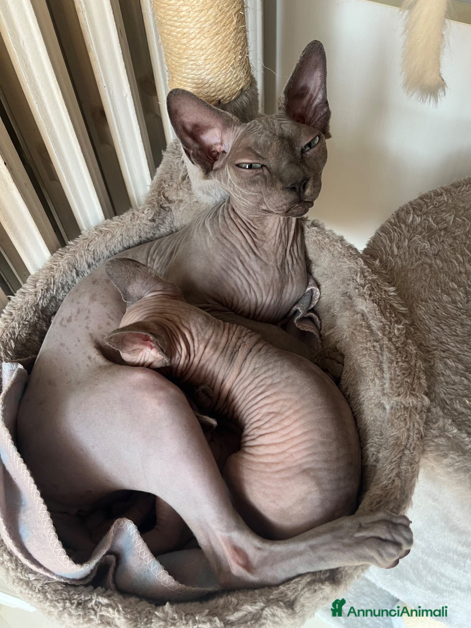 Sphynx gatti Gattina Sphynx cerca casa  - Annuncio 1