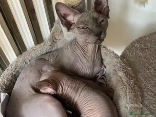 Sphynx gatti Gattina Sphynx cerca casa - Annuncio 5