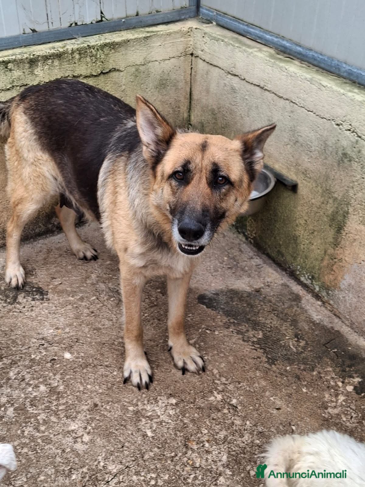 Pastore Tedesco cani ADOZ.DEL💔: incanile,ha partorito, portati via..  - Annuncio 1