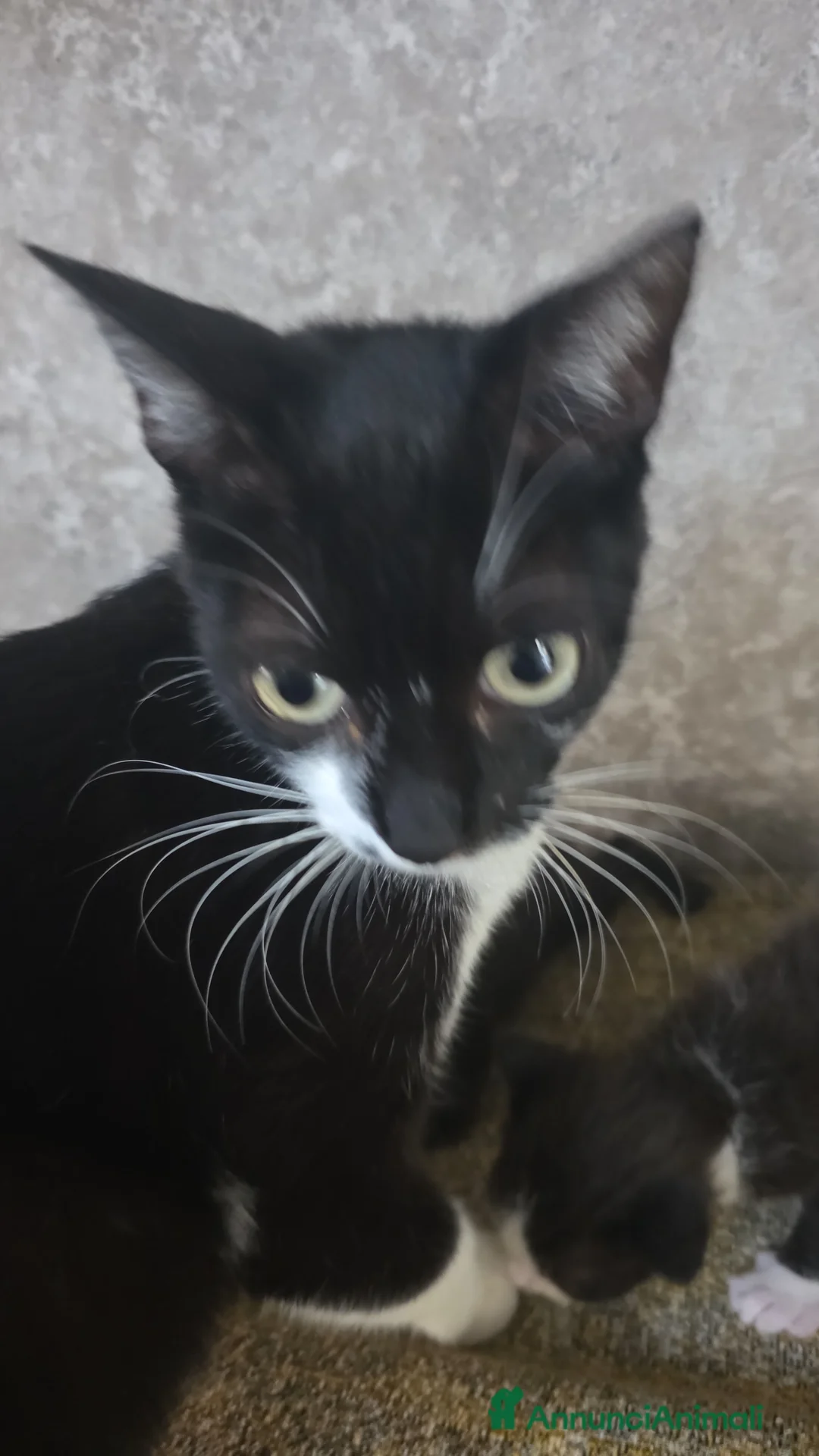 Meticcio gatti in regalo: Bellissime gattine cercano casa - Annuncio 2