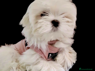 Maltese cani Maltesi cucciole femmine - Annuncio 17