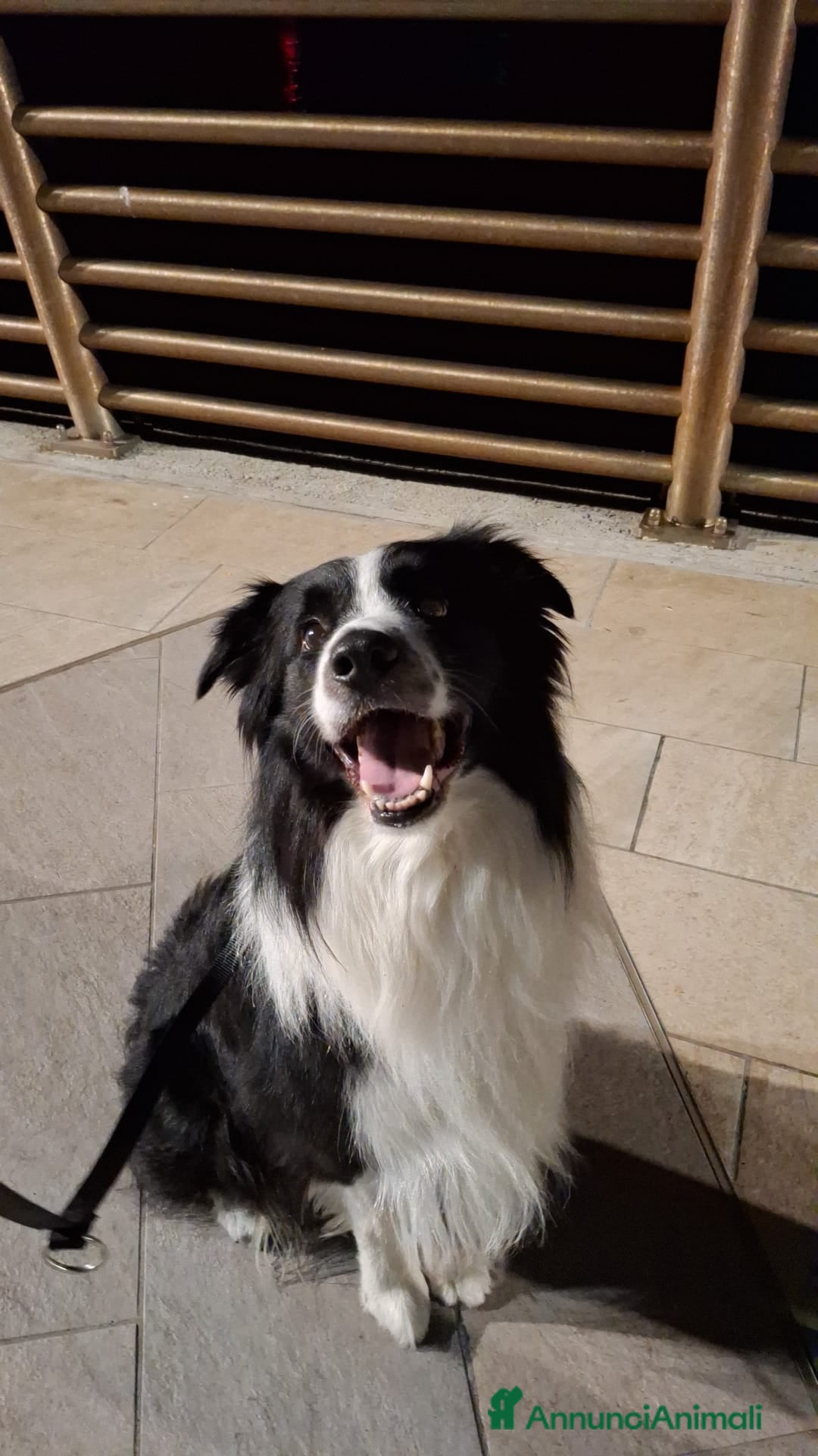 Border Collie cani in vendita: Vendita  - Annuncio 5