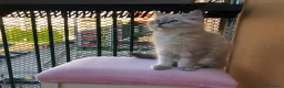 Siberiano gatti in vendita: Cuccioli gatti Siberiani Neva Masque Pedigree ANFI a Città Metropolitana di Bologna - Annuncio 8