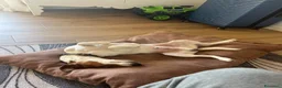 Jack Russell cani in regalo: Jack Russell  - Annuncio 4
