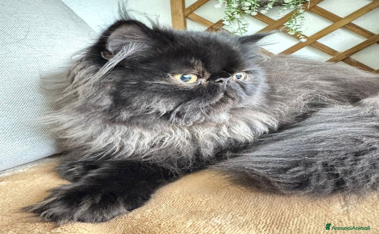 Persiano gatti a Provincia di Pisa - Annuncio 14