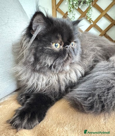 Persiano gatti a Provincia di Pisa - Annuncio 10