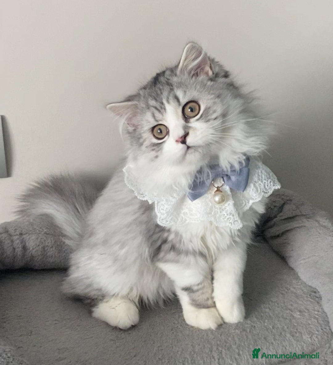 Scottish gatti in vendita: Scottish Highland straight - Annuncio 11