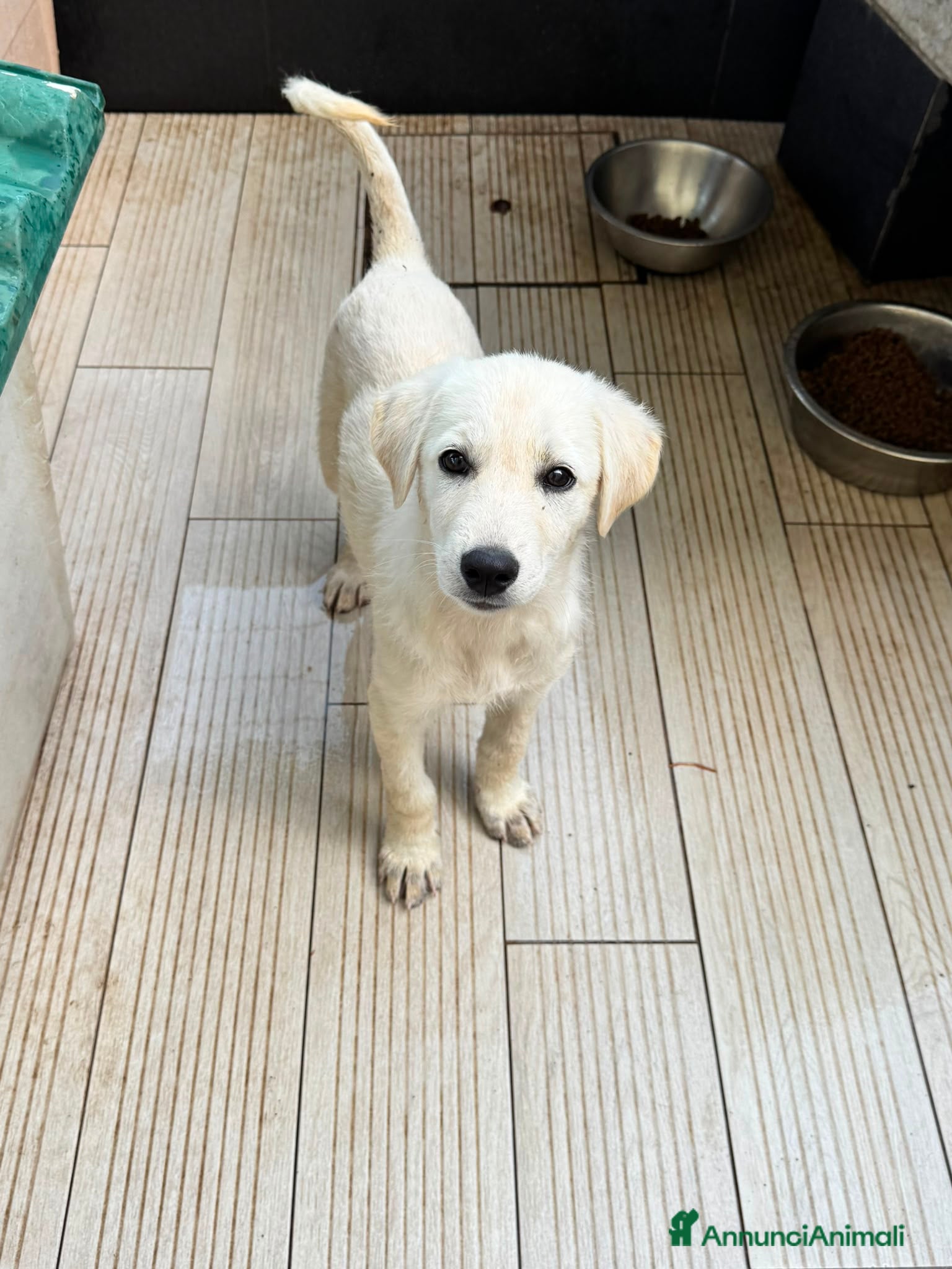 Meticcio cani Cece  - Annuncio 10