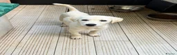 Meticcio cani in regalo: Cece  a Provincia di Siena - Annuncio 1