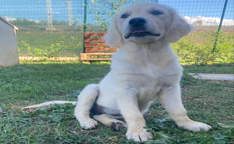Golden Retriever cani - Annuncio 5