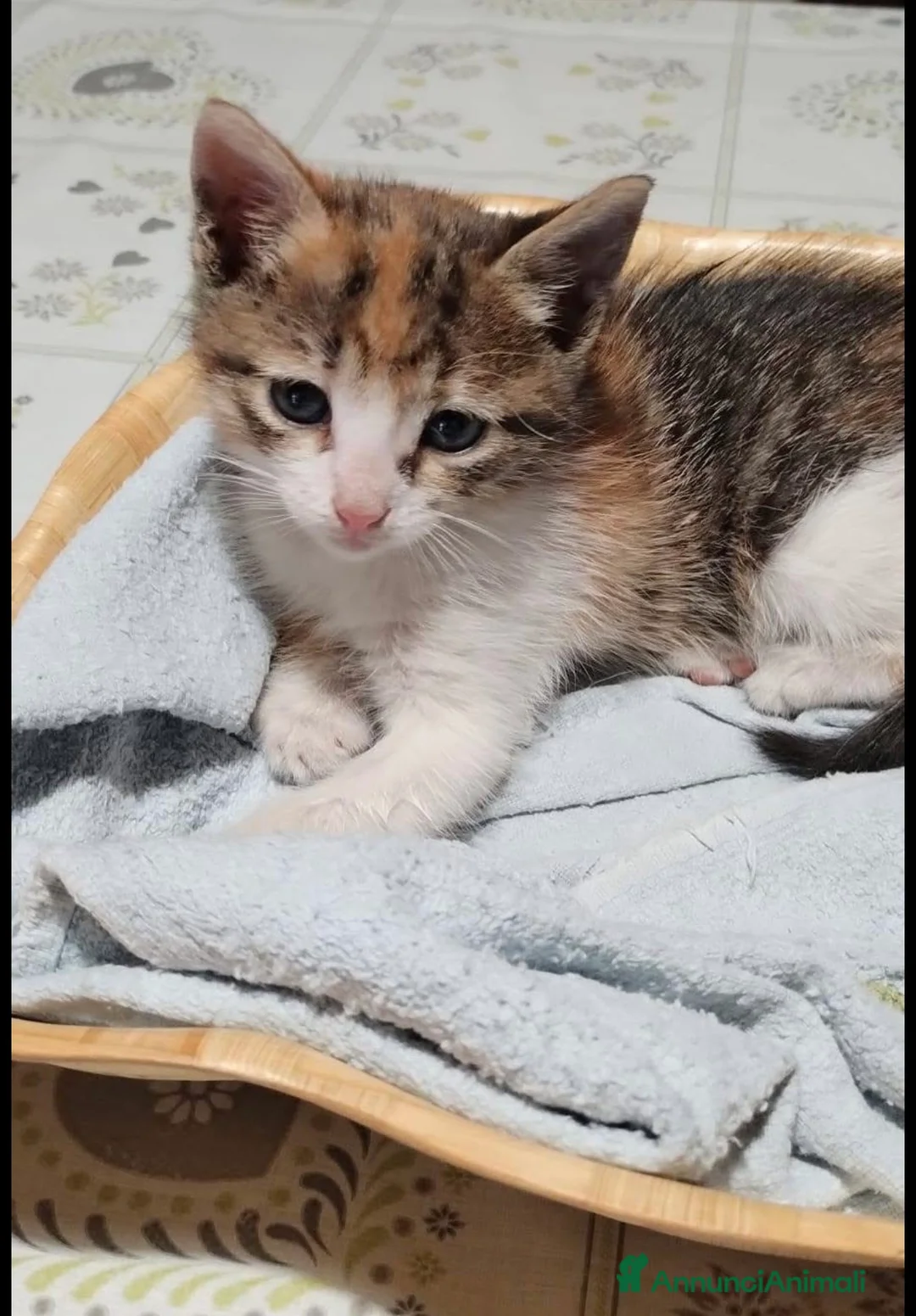 Europeo gatti in regalo: Terra dolcissima micina tricolore a Città metropolitana di Milano - Annuncio 3