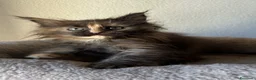 Maine Coon gatti in vendita: Femmine Maine Coon  - Annuncio 7