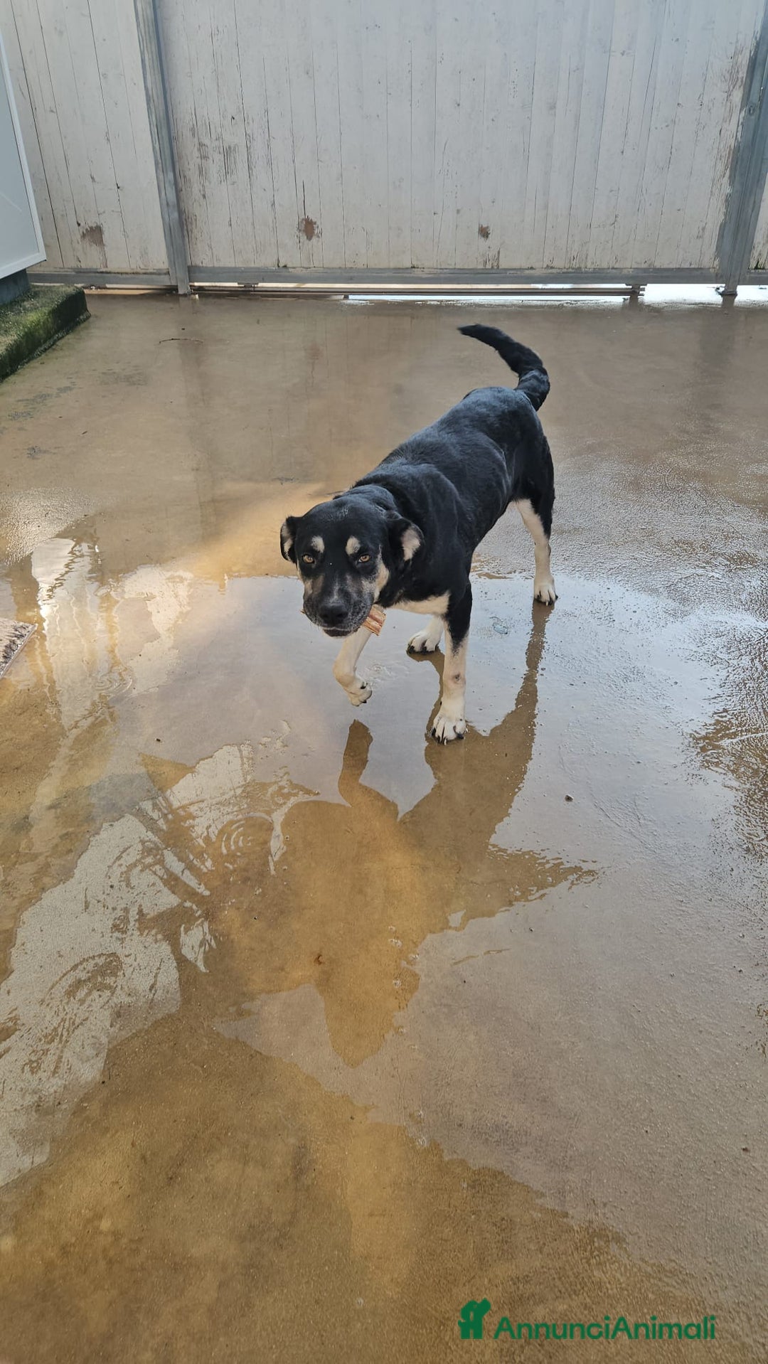 Meticcio cani in regalo: Fabrizia: taglia grande, dolce ed equilibrata  - Annuncio 16