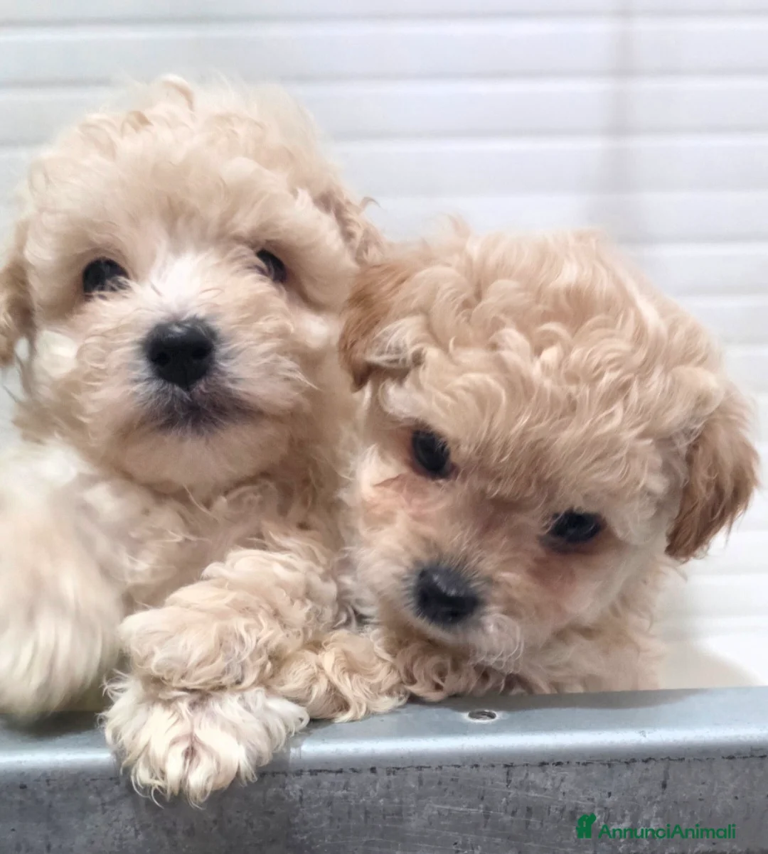 Maltipoo cani in vendita: Maltipoo  - Annuncio 3