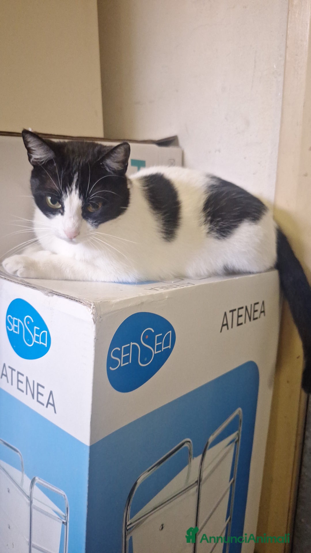 Altre razze gatti in regalo: Gatte cercano casa!!! - Annuncio 3