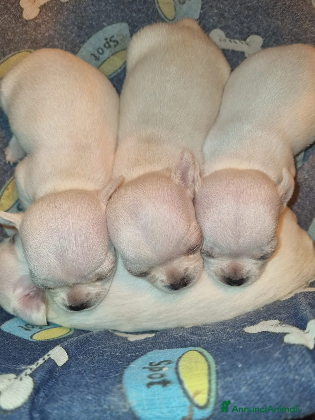 Chihuahua cani in vendita: Cuccioli di Chihuahua toy puri  - Annuncio 2