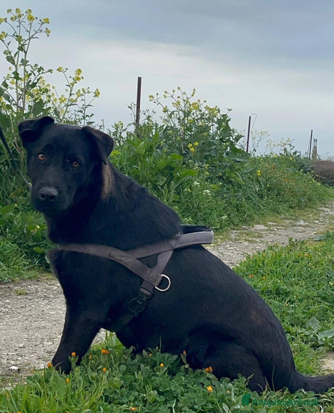 Labrador cani Diana - Annuncio 2