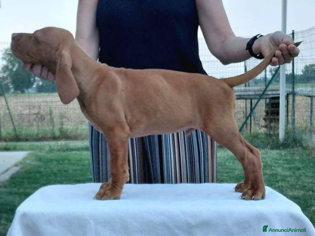 Vizsla cani in vendita: Ciccioli Vizsla  a Provincia di Parma - Annuncio 6