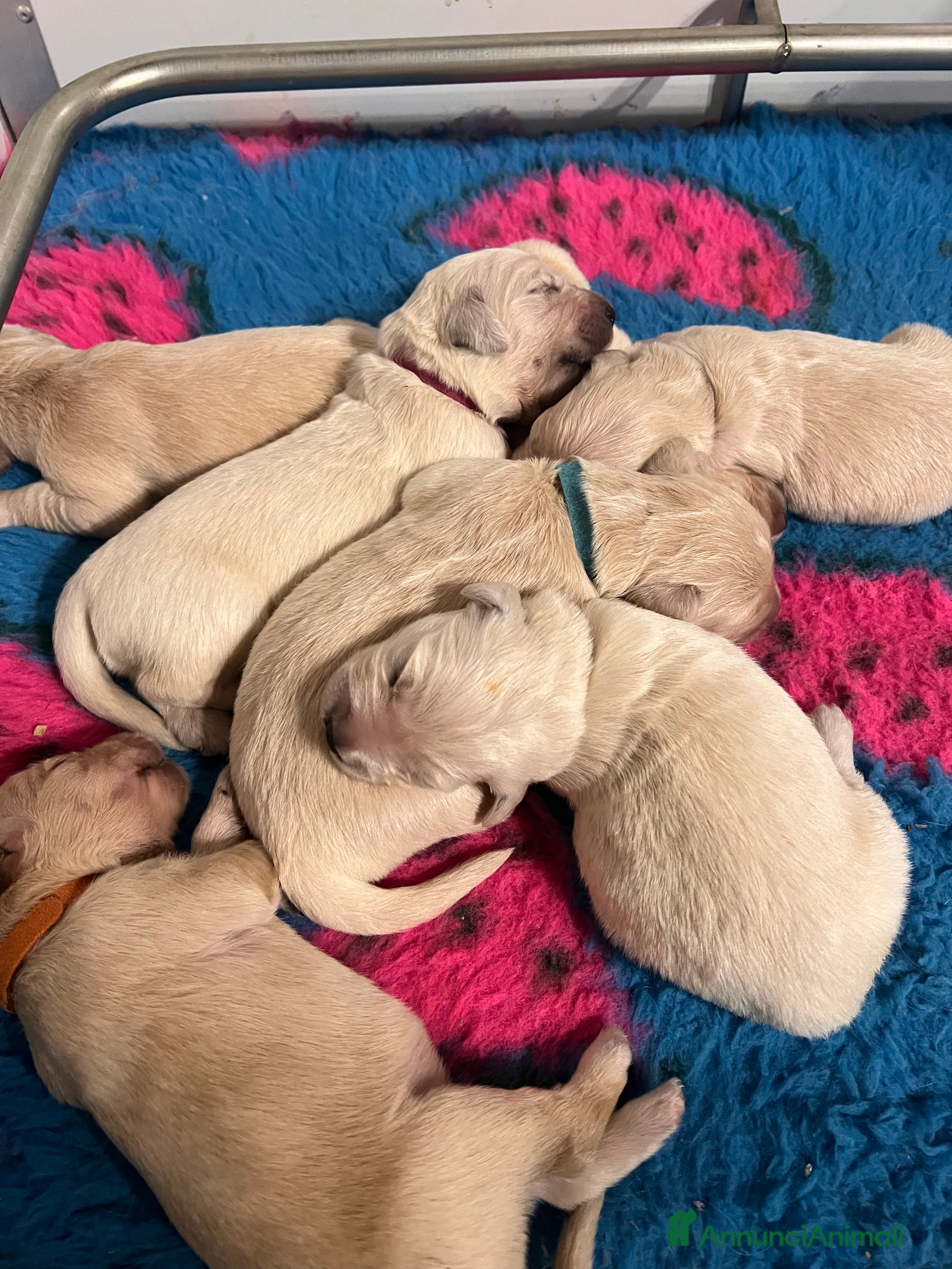 Golden Retriever cani in vendita: Cuccioli Golden Retriever Inglesi - Annuncio 1