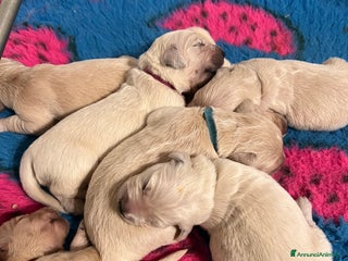 Golden Retriever cani in vendita: Cuccioli Golden Retriever Inglesi - Annuncio 1