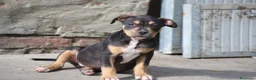 Pitbull cani in vendita: Cuccioli Pit Bull pronta consegna anche a rate - Annuncio 10