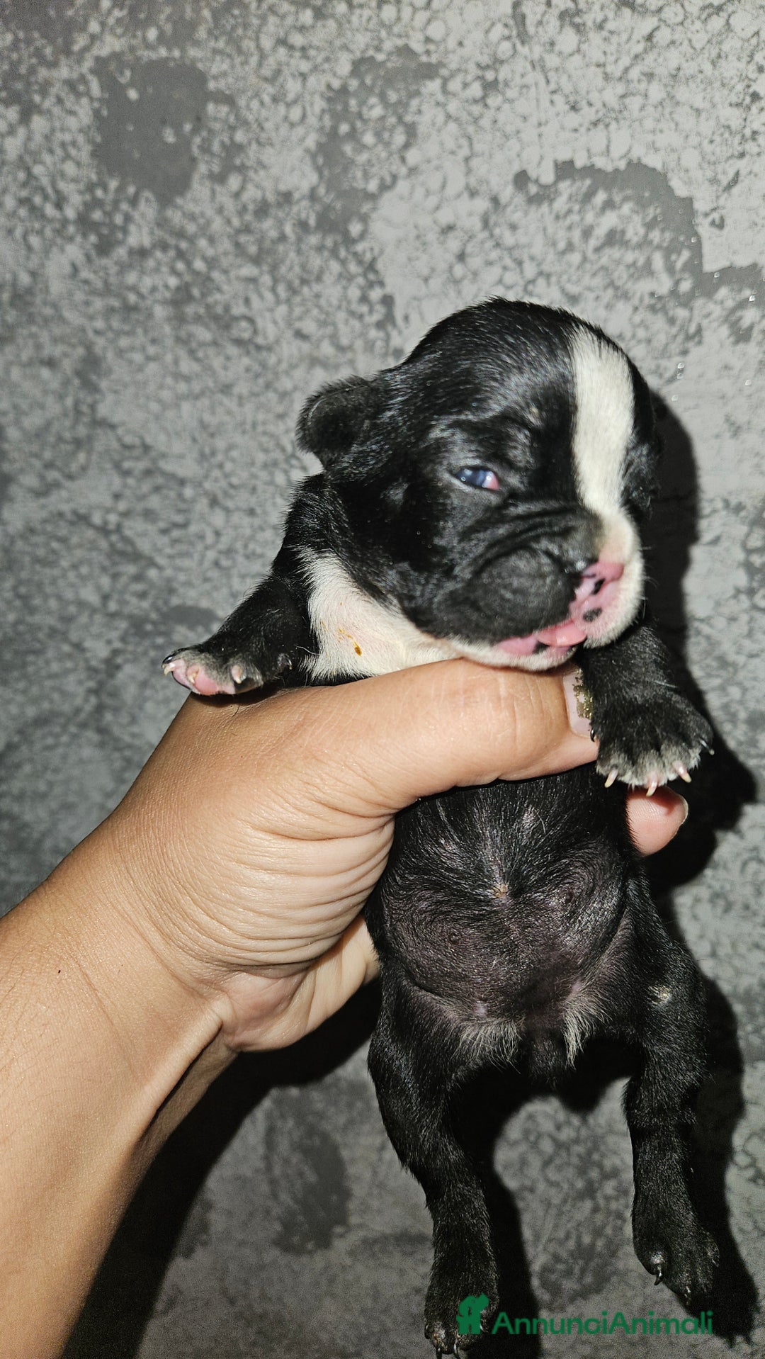 Bulldog Francese cani in vendita: Bulldog francese  a Città Metropolitana di Torino - Immagine 3