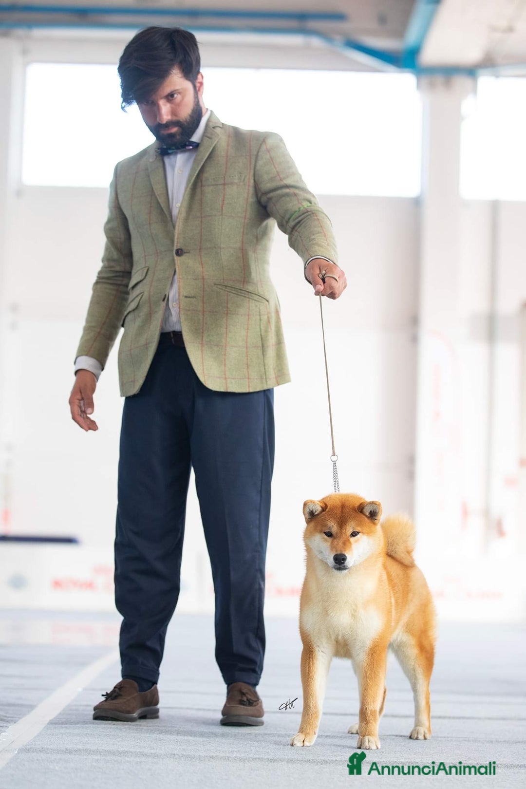 Shiba Inu cani in vendita: Shiba inu cuccioli  - Annuncio 24