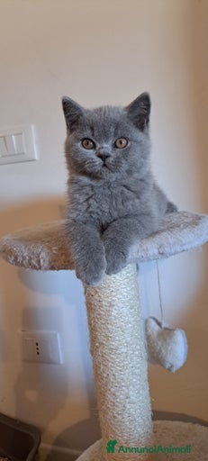 Immagine della galleria {{count}}