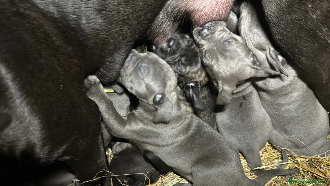 Cane Corso cani in vendita: Cuccioli di Corso grigi e neri (Montiglio AT) - Annuncio 4