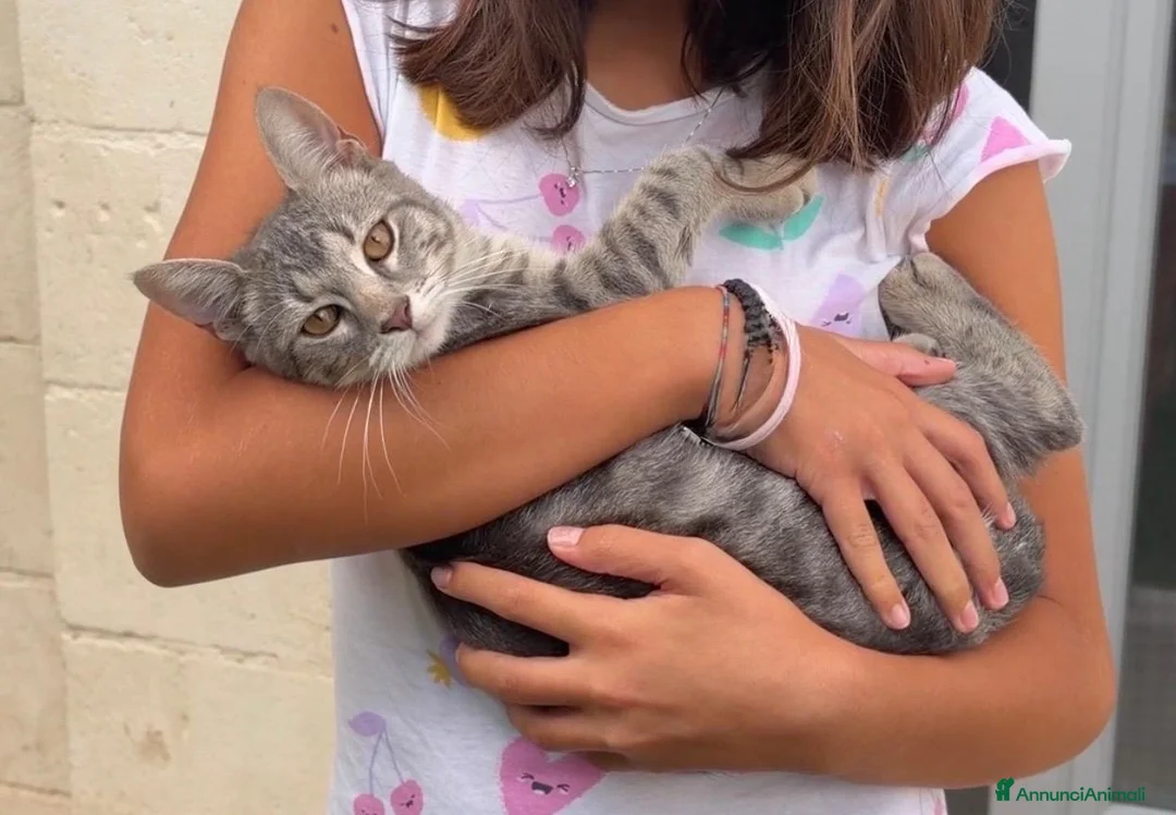 Meticcio gatti in regalo: Lulù  - Annuncio 1