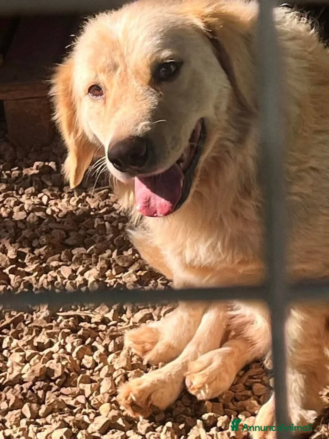 Meticcio cani in regalo: OSCAR, simil Golden, zampette corte  - Annuncio 2