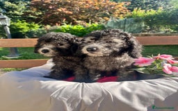 Barboncino cani in vendita: Barboncino  - Annuncio 1