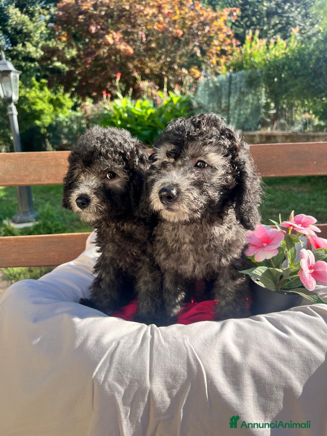 Barboncino cani in vendita: Barboncino  - Annuncio 1