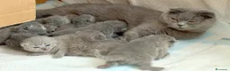 Scottish gatti in vendita: Scottish fold e straight con pedigree - Annuncio 23