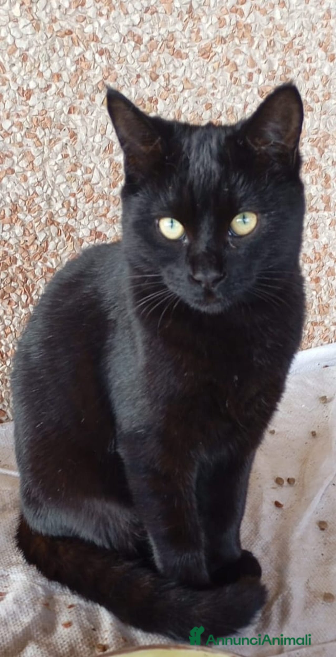 Meticcio gatti in regalo: GATTINI AMOREVOLI - Annuncio 12