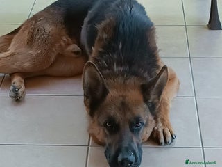 Altre razze cani SCOOBY, magnifico pastore tedesco cerca adozione a Città metropolitana di Roma Capitale - Annuncio 27