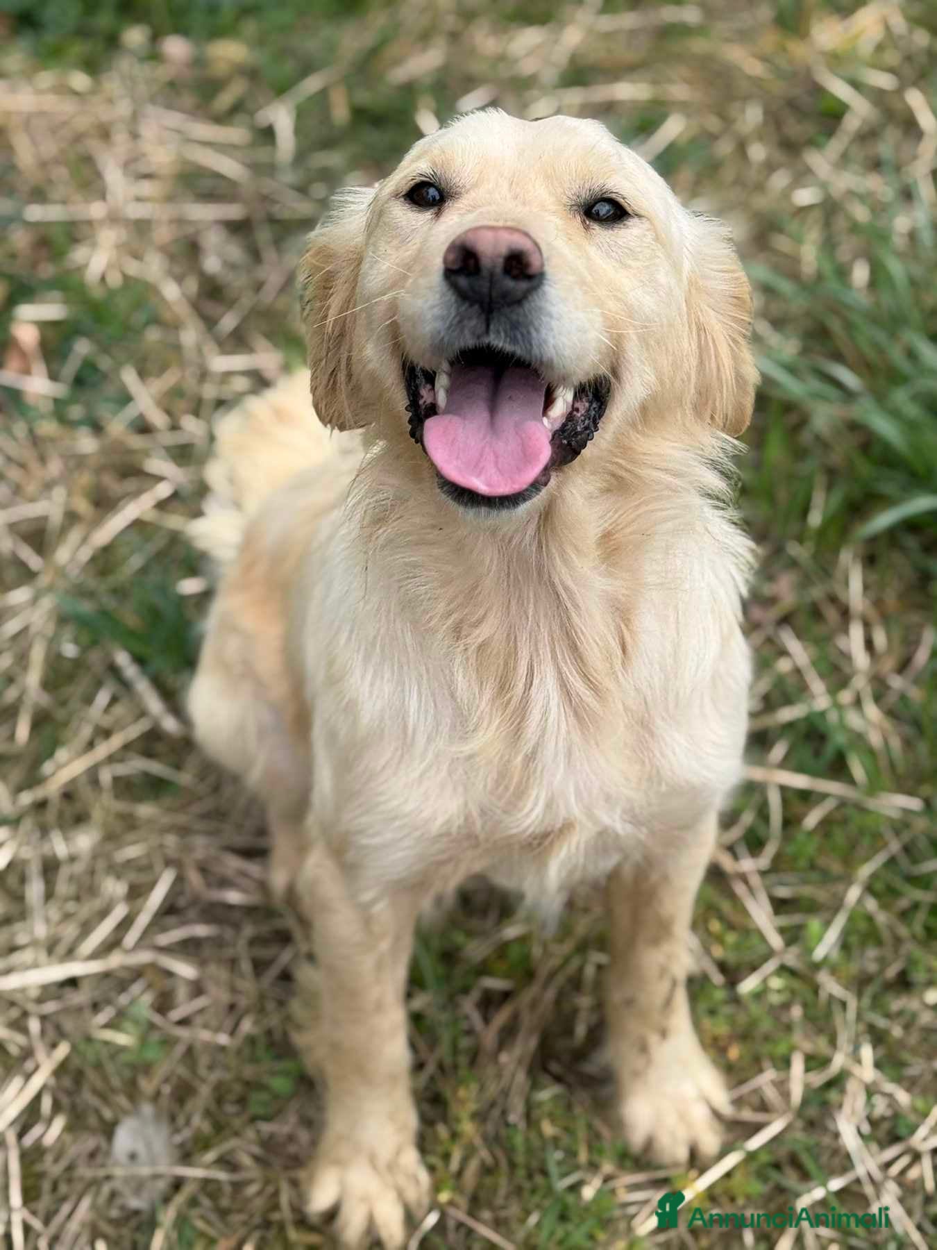 Golden Retriever cani HONEY, dolce mix GOLDEN RETRIEVER cerca amore - Annuncio 2