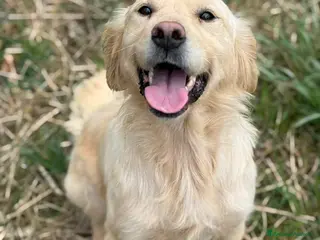 Golden Retriever cani HONEY, dolce mix GOLDEN RETRIEVER cerca amore - Annuncio 2