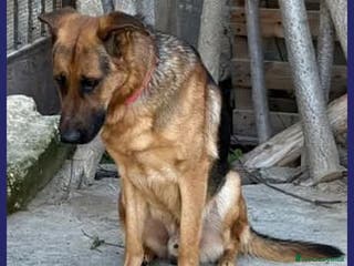 Pastore Tedesco cani ZEUS bravo!Gettato da un'auto - Annuncio 13