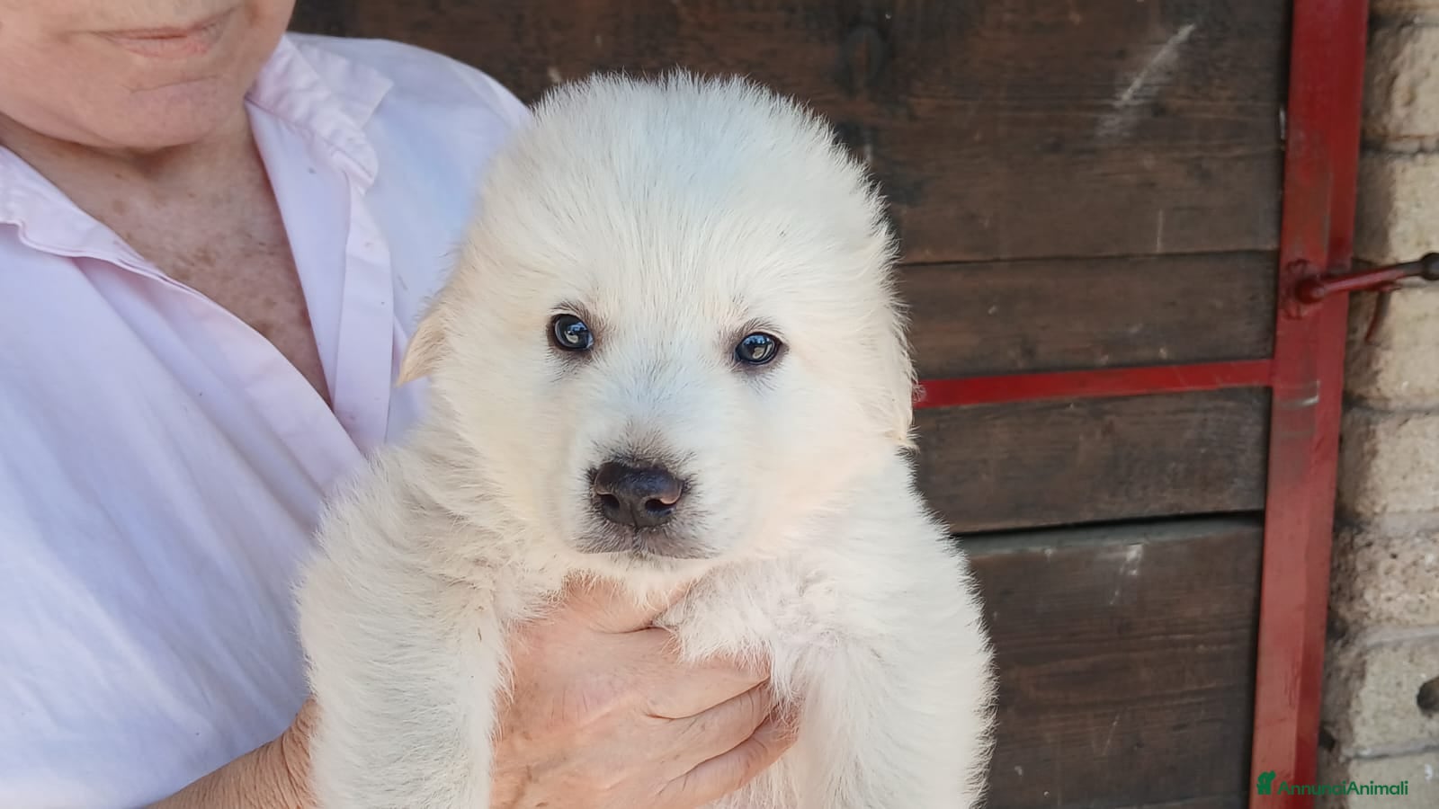 Meticcio cani IL DOLCISSIMO SAM CERCA LA SUA CASA PER LA VITA - Annuncio 3