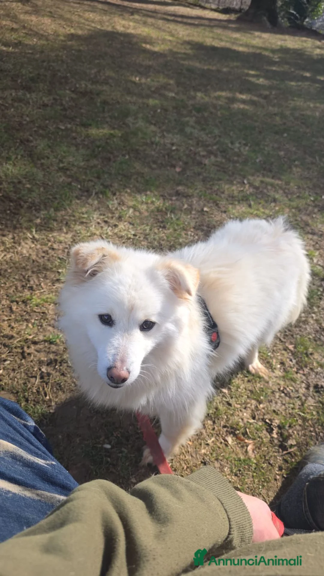 Meticcio cani in regalo: Bianca mix volpina 2anni tg media contenutaBERGAMO - Annuncio 1