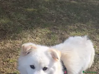 Meticcio cani Bianca mix volpina 2anni tg media contenutaBERGAMO - Annuncio 1