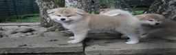 Akita Inu cani in vendita: Cuccioli di AKITA LOMBARDIA - Annuncio 4