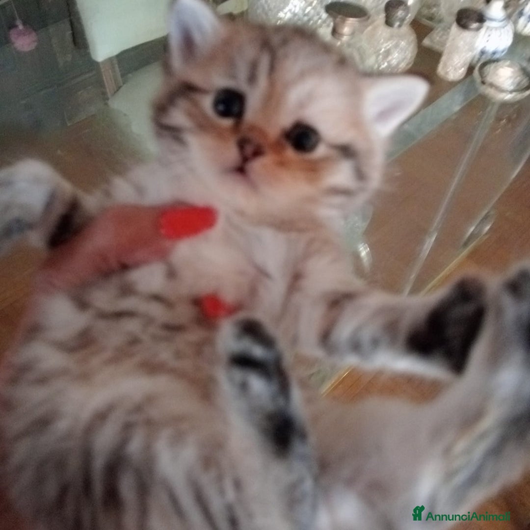 Scottish gatti in vendita: Gattini Scottish Straight  a Provincia di Modena - Immagine 32