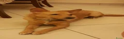 Meticcio cani in regalo: Mara cerca casa a Città Metropolitana di Napoli - Annuncio 2