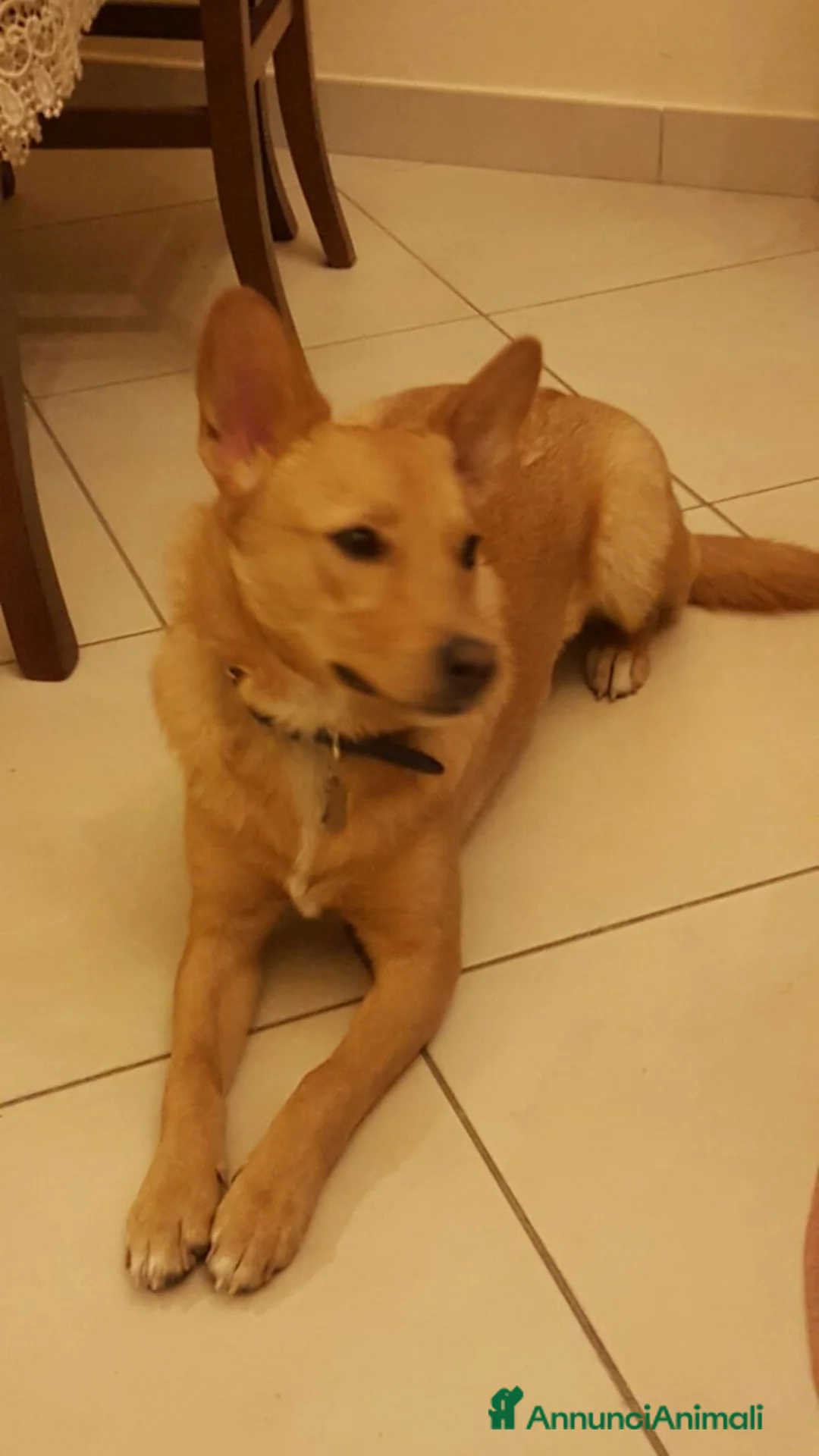 Meticcio cani in regalo: Mara cerca casa a Città Metropolitana di Napoli - Annuncio 2