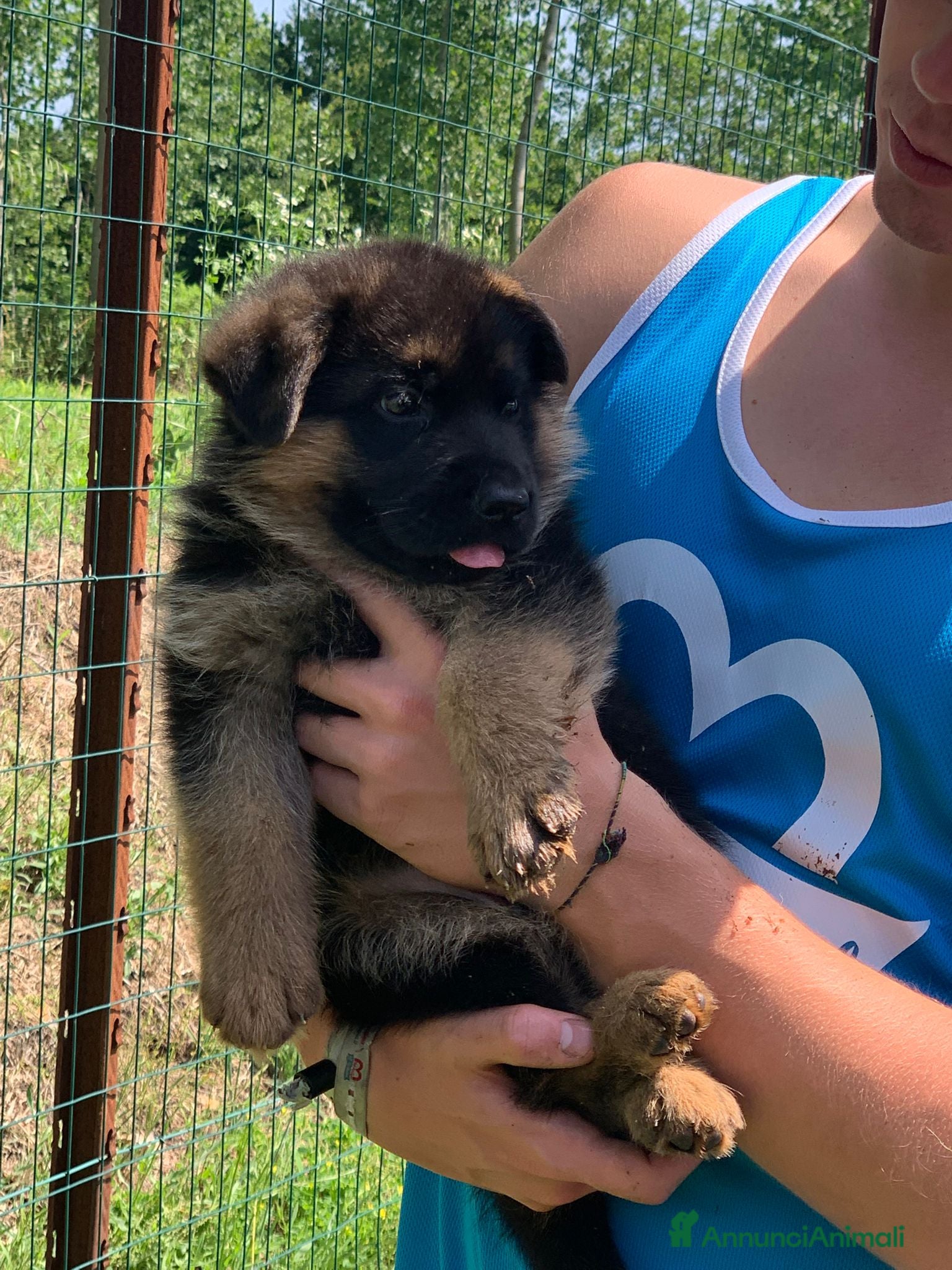 Pastore Tedesco cani cuccioli - Annuncio 7